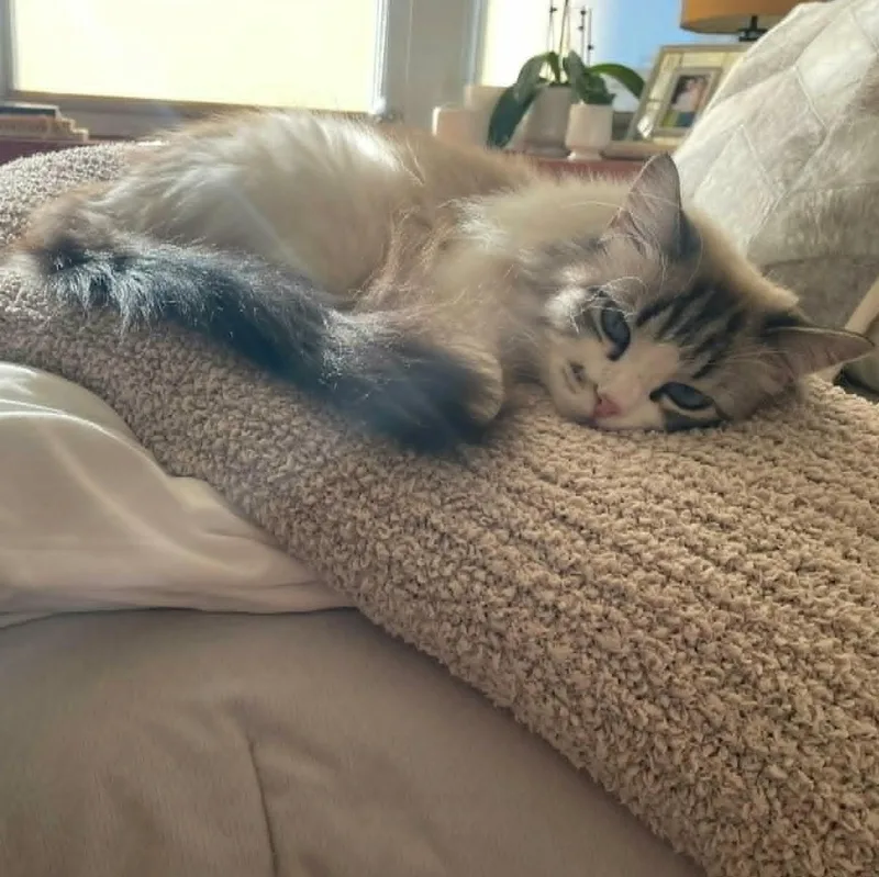 An adult large-sized female Ragdoll cat named Lulu & Carter for adoption in Hilton, NY