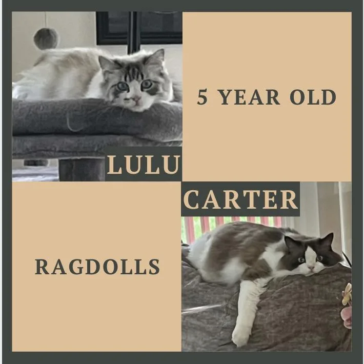 Lulu & Carter thumbnail 3