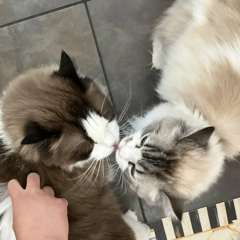 Lulu & Carter thumbnail 4