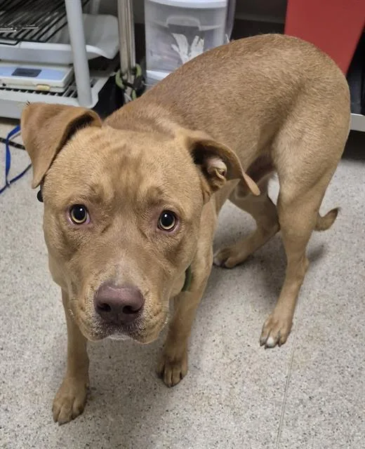 A young large-sized male Pit Bull Terrier dog named Mando for adoption in Bakersfield, CA
