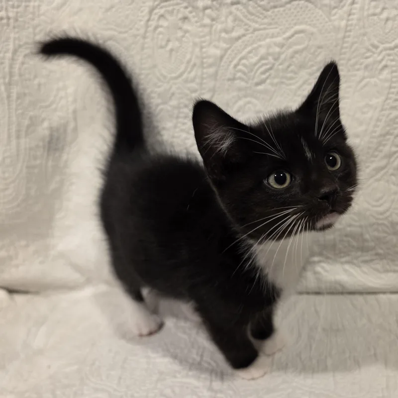 A baby medium-sized male Black & White / Tuxedo Domestic Short Hair cat named Jeeves for adoption in Saint Paul, MN
