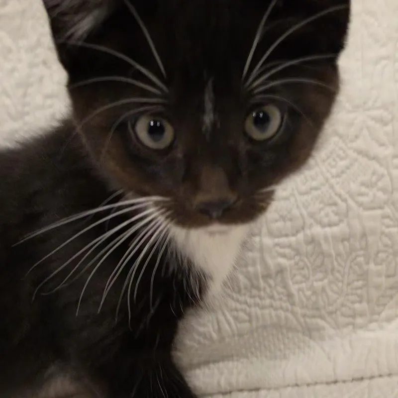 Jeeves thumbnail 3