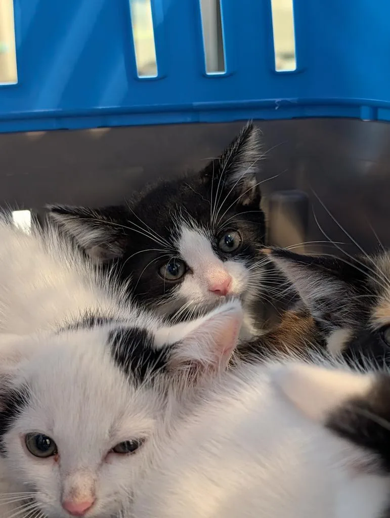 A baby large-sized male Domestic Short Hair cat named Destin for adoption in Greenfield, IN