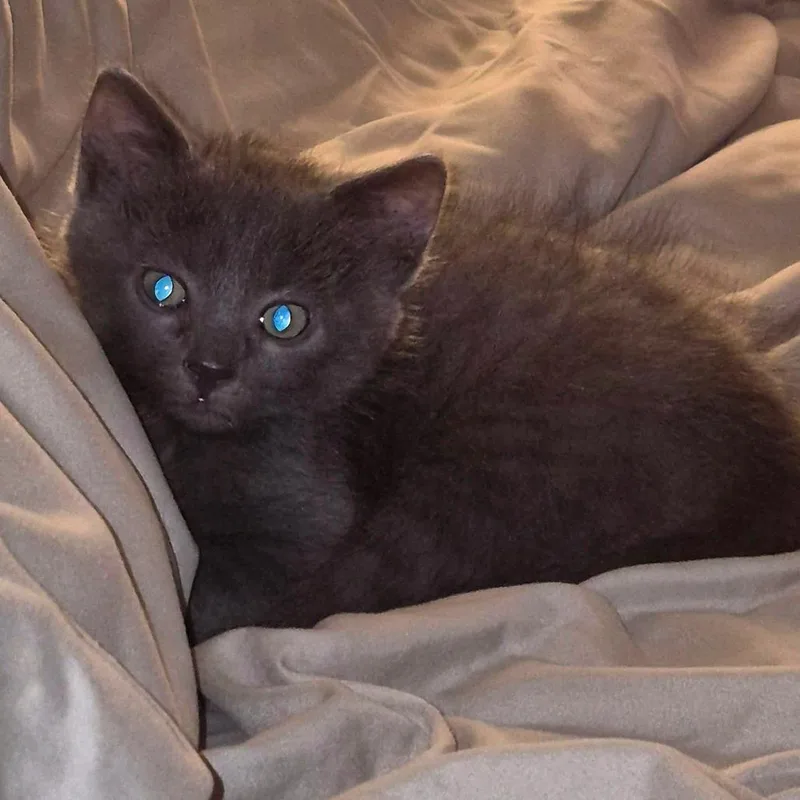 A baby small-sized male Gray / Blue / Silver Domestic Short Hair cat named Little Dumpling KC for adoption in Union, MO