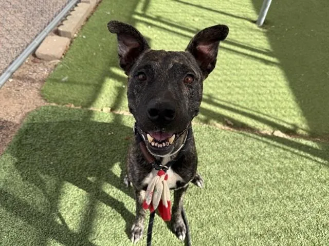 An adult large-sized male Pit Bull Terrier dog named Rockstar for adoption in Phoenix, AZ