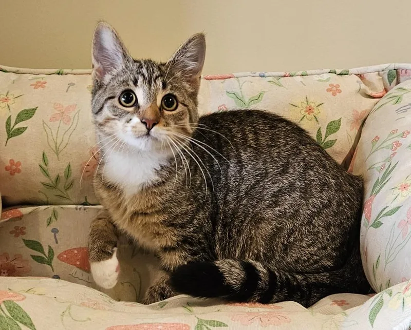 A baby small-sized female Domestic Short Hair cat named Daisy for adoption in Fremont, OH