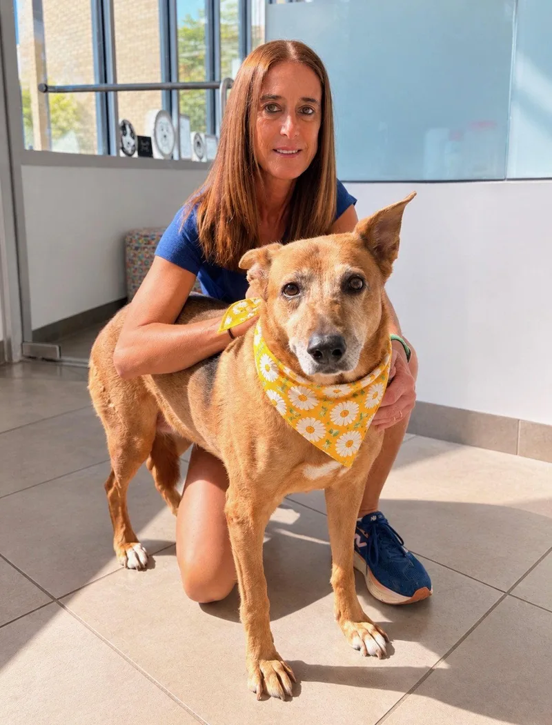 An adult large-sized female Shepherd dog named Luna for adoption in Euless, TX