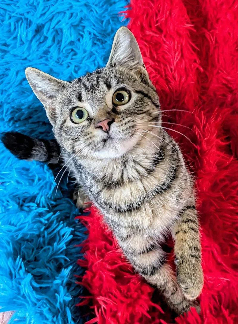 A young medium-sized female Tabby (Gray / Blue / Silver) Domestic Short Hair cat named Lego for adoption in Jacksonville, TX