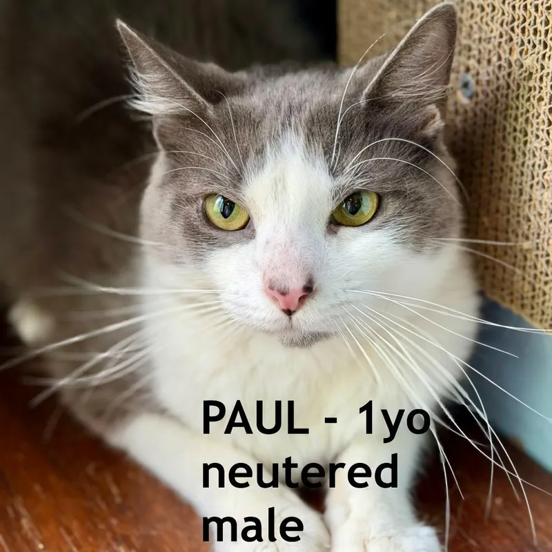 A young small-sized male Gray / Blue / Silver Domestic Medium Hair cat named Paul for adoption in Los Angeles, CA