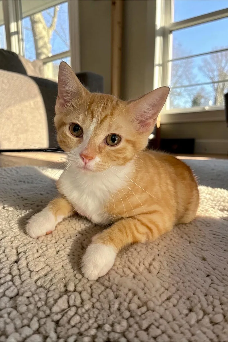 A baby medium-sized female Orange & White Domestic Short Hair cat named Bambi for adoption in Champaign, IL