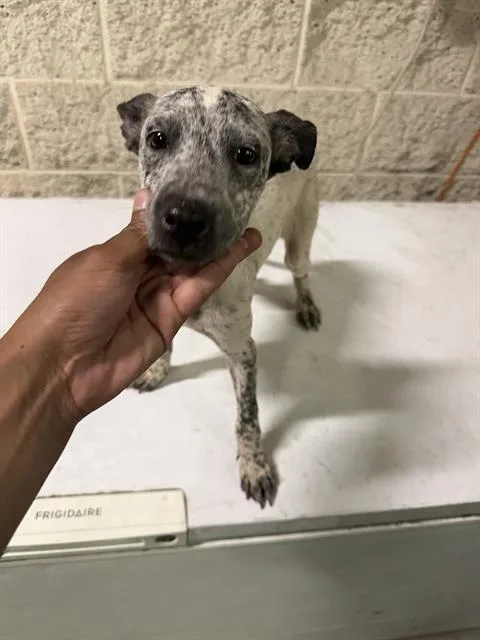 A young small-sized male Mixed Breed dog named Smallz for adoption in Dallas, TX
