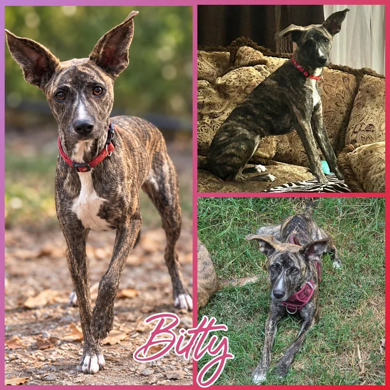A young small-sized female Brindle Whippet dog named Bitty for adoption in Blacksburg, SC