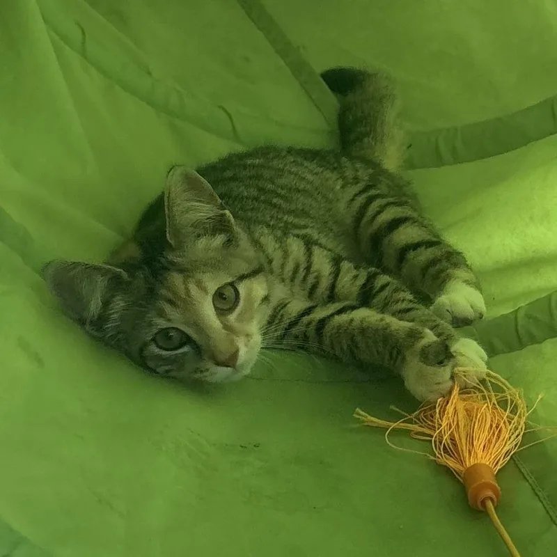 A young small-sized female Domestic Short Hair cat named Olive for adoption in Waynesburg, PA
