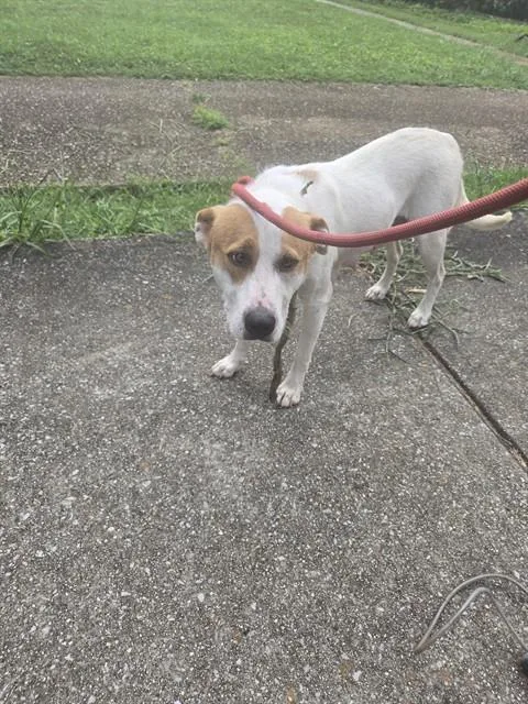 An adult medium-sized female Labrador Retriever dog named Olive for adoption in Huntsville, AL