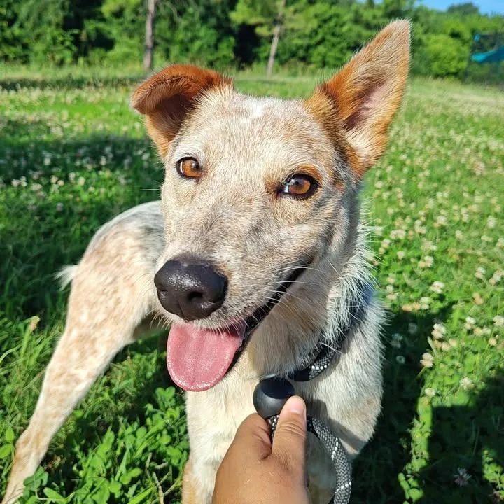 Bindi