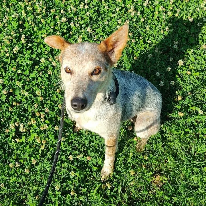 Bindi thumbnail 3