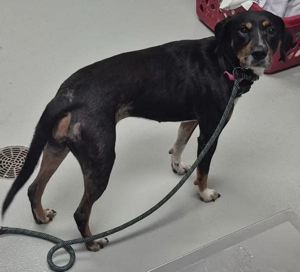 An adult medium-sized female Hound dog named Vc Rolo for adoption in Lawrenceville, GA