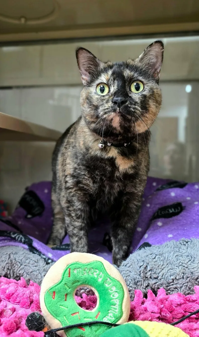 An adult large-sized female Tortoiseshell Domestic Short Hair cat named Shadow for adoption in New Castle, PA
