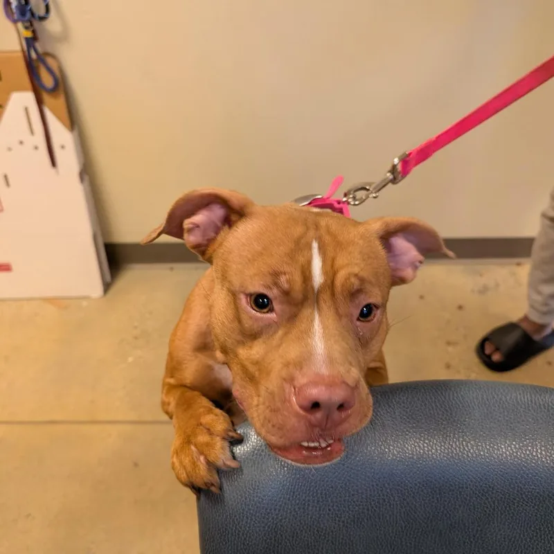 An adult medium-sized female Red / Chestnut / Orange American Staffordshire Terrier dog named Snoblo for adoption in Baltimore, MD