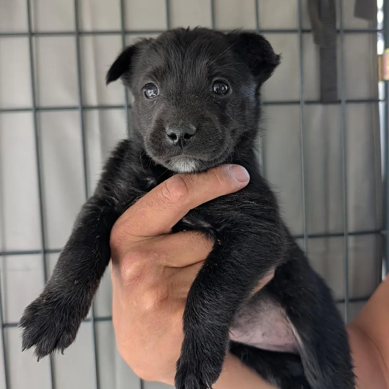 A baby small-sized female Black Mixed Breed dog named Strawberry for adoption in Park City, UT