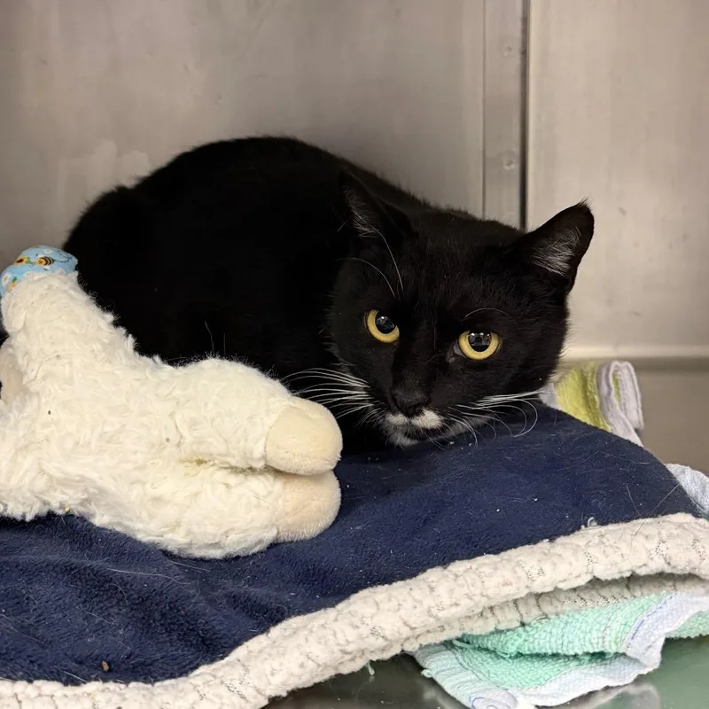 An adult medium-sized female Black Domestic Short Hair cat named Poppy for adoption in Philadelphia, PA
