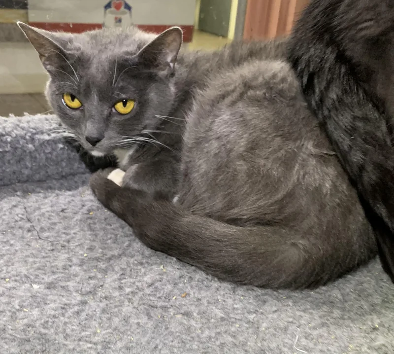 An adult medium-sized female Gray & White Domestic Short Hair cat named Stella Sponsored for adoption in Massena, NY