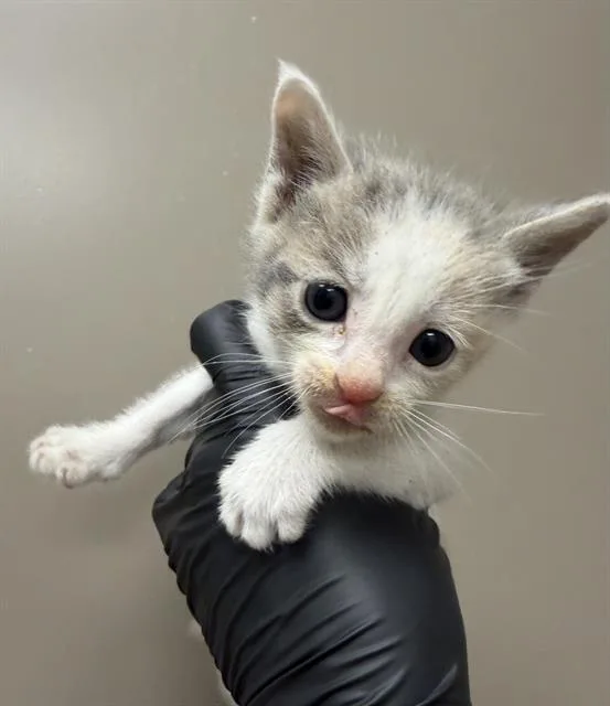 A baby small-sized female Domestic Short Hair cat named Lily Fta for adoption in Ontario, CA