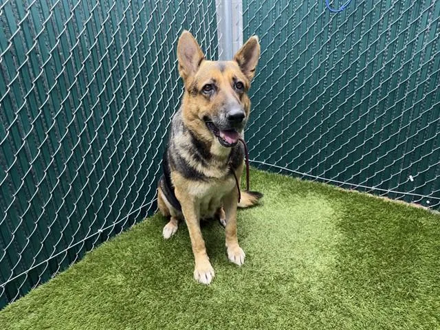 An adult medium-sized female German Shepherd Dog dog named Lady for adoption in Downey, CA