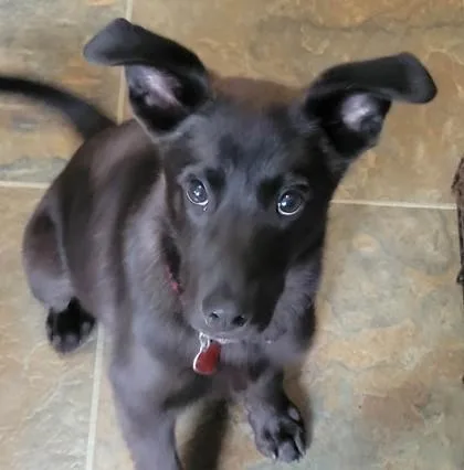 Bear Cub