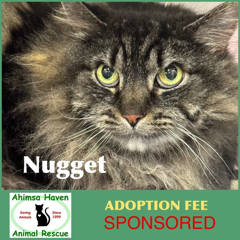 An adult medium-sized female Domestic Long Hair cat named Nugget for adoption in Winchendon, MA