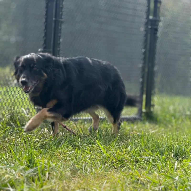 Daisy thumbnail 2
