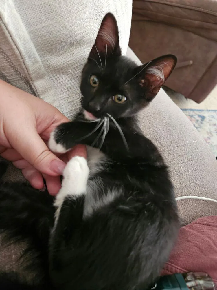 A baby small-sized male Black & White / Tuxedo Domestic Short Hair cat named Paw Paw for adoption in Albuquerque, NM