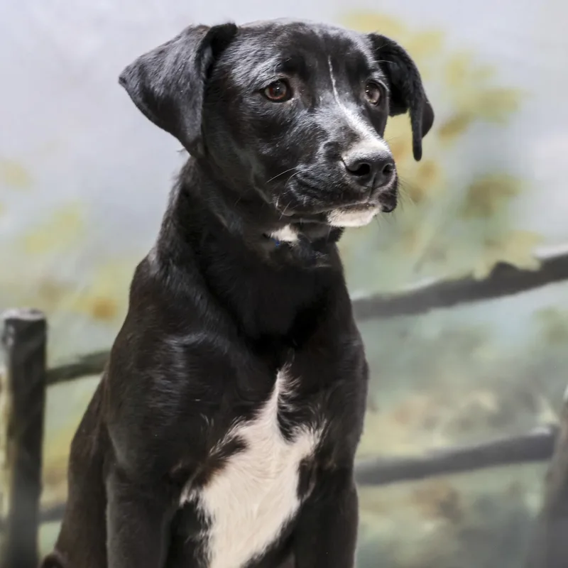 A young medium-sized male Black Black Labrador Retriever dog named Nic for adoption in Casa Grande, AZ
