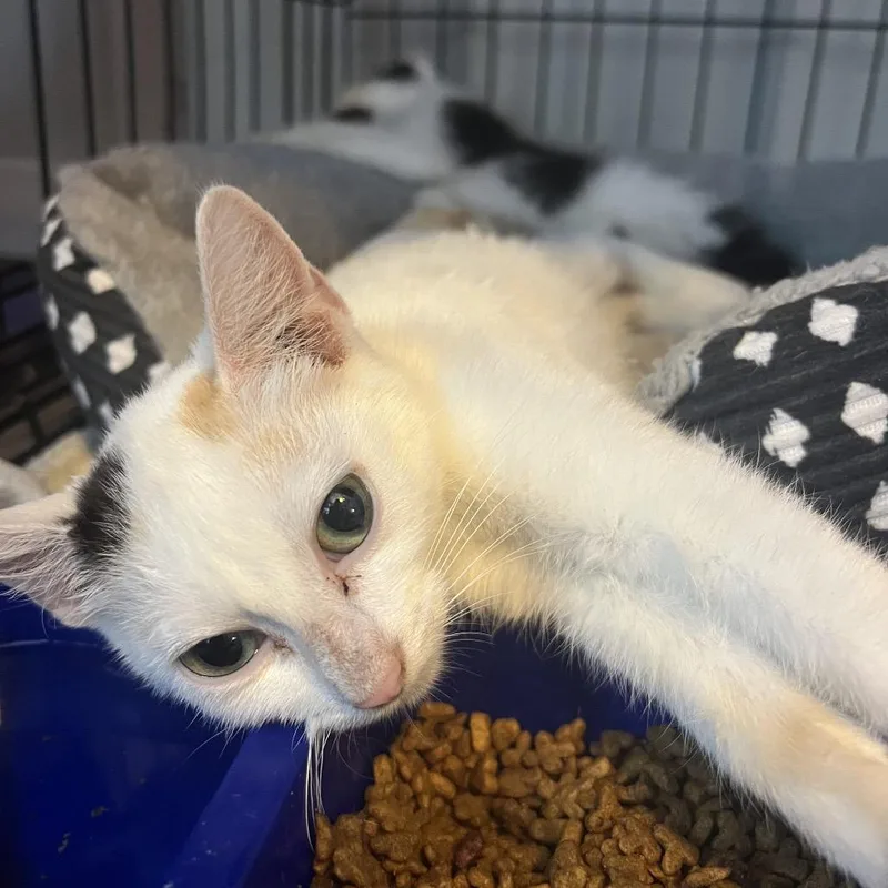 A young small-sized female Calico Domestic Short Hair cat named Cayenne for adoption in Marion, IL