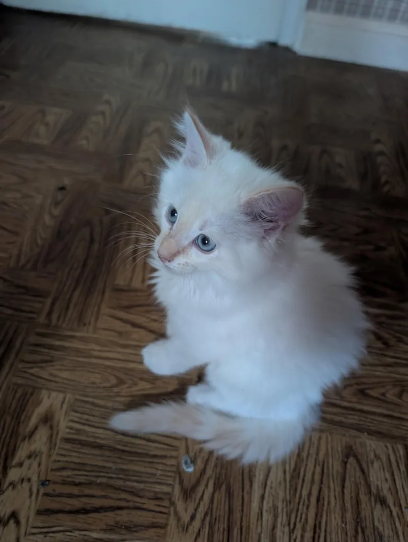 Atlas