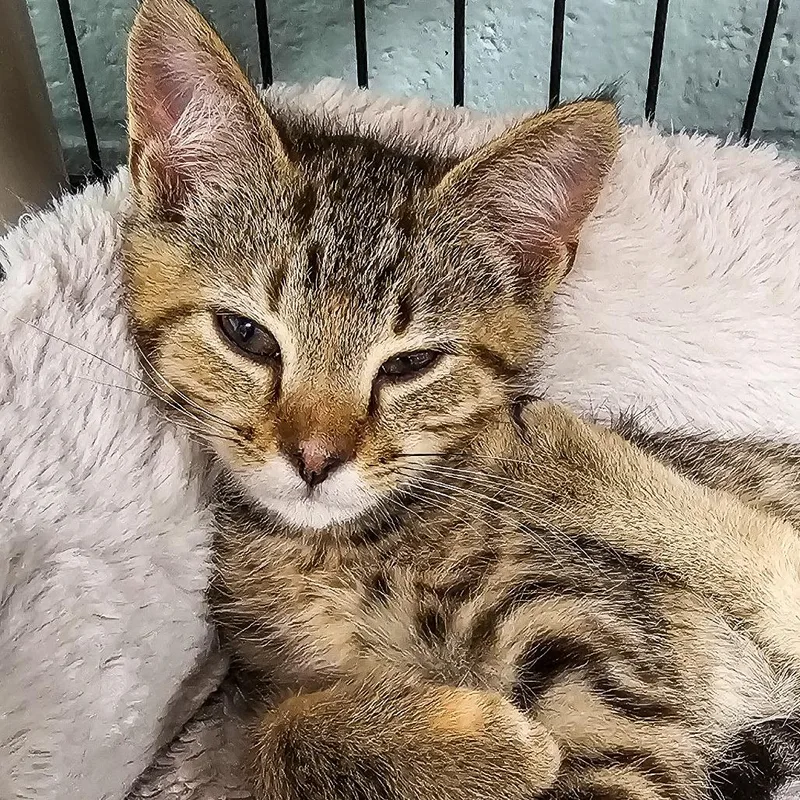 A baby small-sized female Brown / Chocolate Domestic Short Hair cat named Buttons for adoption in Columbus, NC