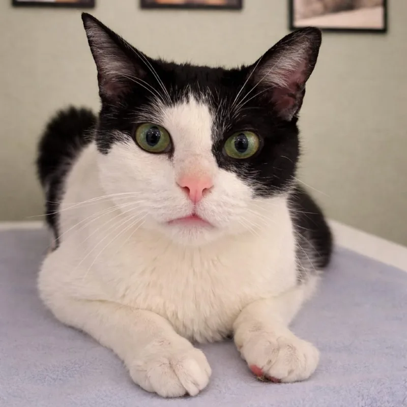 An adult small-sized male Black Domestic Short Hair cat named Harvey for adoption in Hemet, CA