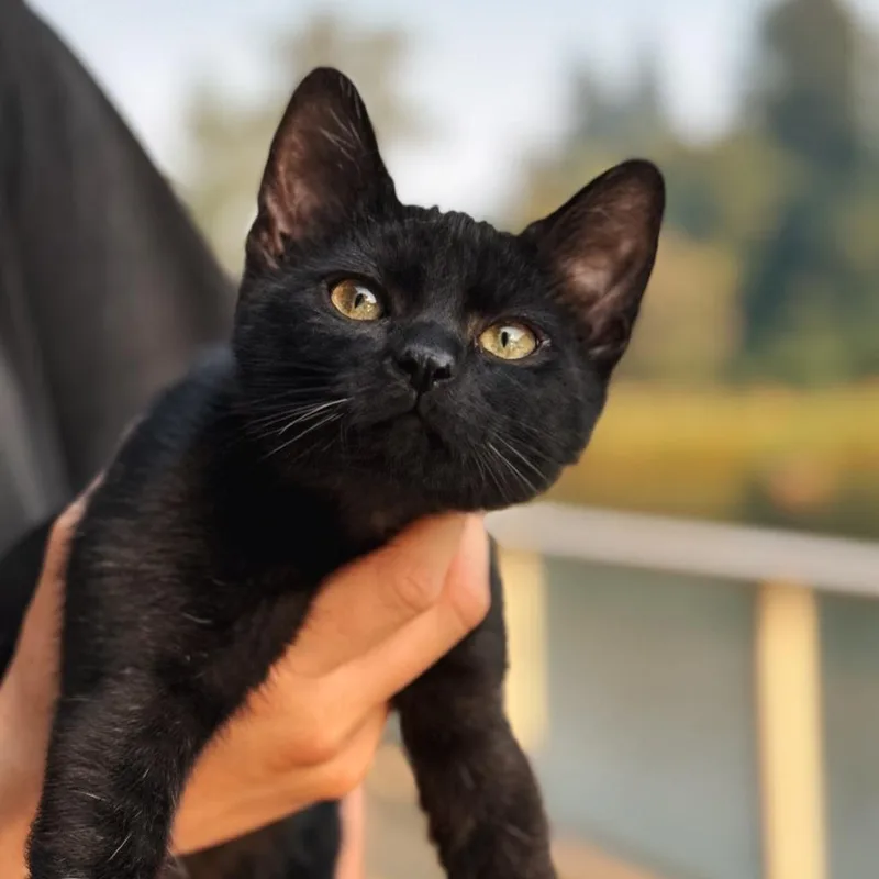 A baby small-sized male Black Domestic Short Hair cat named Thistle for adoption in Salem, OR