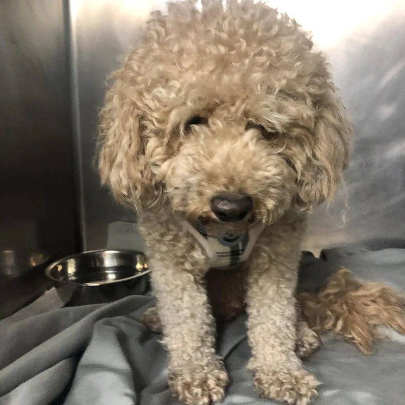 An adult medium-sized male Apricot / Beige Poodle dog named Fivey for adoption in Philadelphia, PA