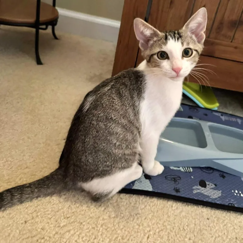 A baby small-sized female Brown / Chocolate Domestic Short Hair cat named Shelby for adoption in Brownsboro, AL