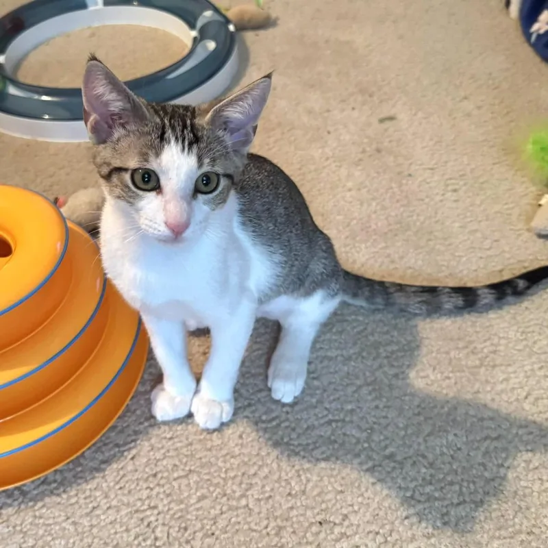Shelby thumbnail 4
