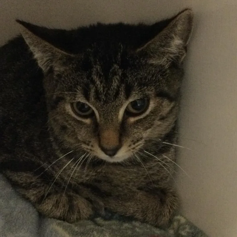 A baby small-sized male Brown / Chocolate Domestic Short Hair cat named Keroppi for adoption in Redwood City, CA