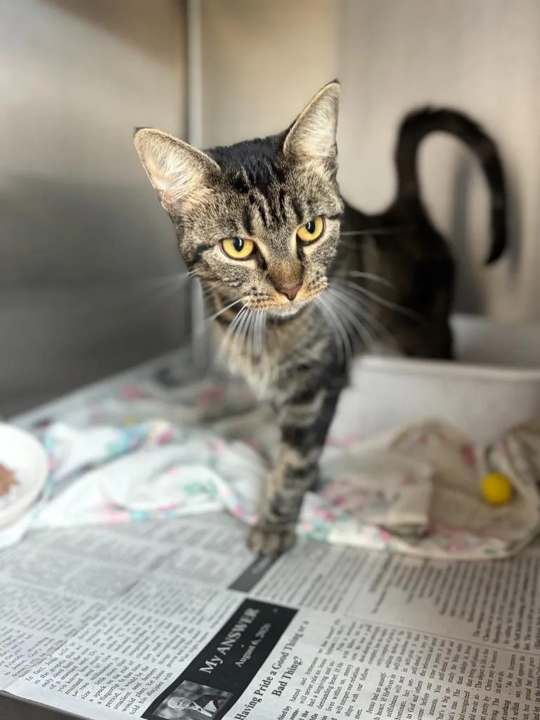 An adult medium-sized female Domestic Short Hair cat named Tabby for adoption in Portland, IN