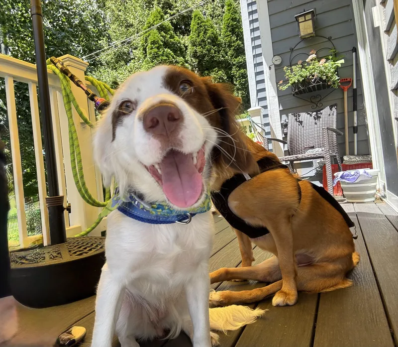 A young medium-sized female White / Cream Spaniel dog named Abby for adoption in Plainfield, IL