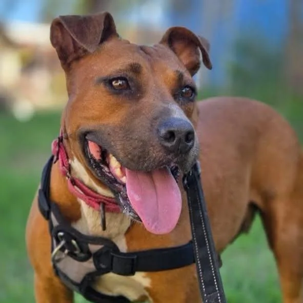 An adult medium-sized female Yellow / Tan / Blond / Fawn Pit Bull Terrier dog named Spree for adoption in Saint John, VI