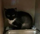 An adult medium-sized female Domestic Short Hair cat named Pippa for adoption in Washington, DC