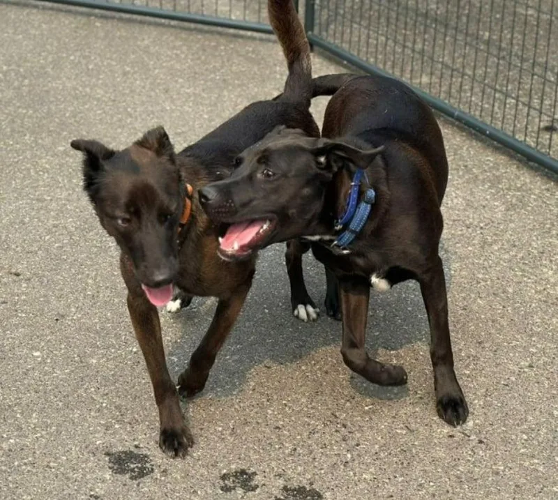 A young medium-sized male Belgian Shepherd / Malinois dog named Rd Rook for adoption in Vancouver, WA