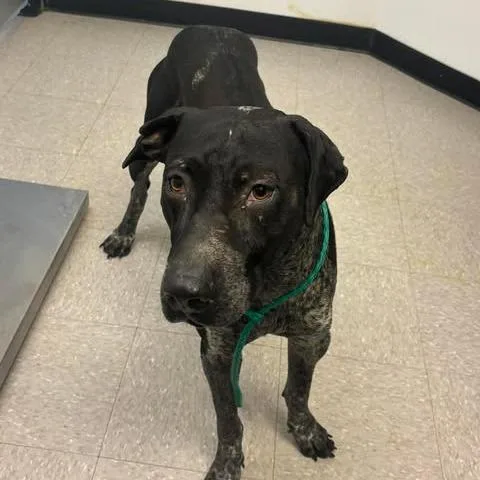 An adult large-sized male Black Bloodhound dog named Astor for adoption in Bastrop, TX