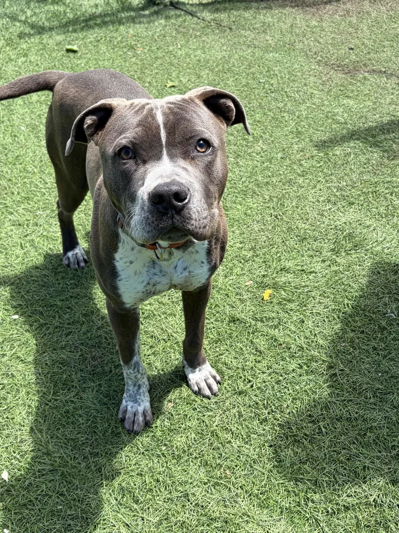A young medium-sized male Gray / Blue / Silver Pit Bull Terrier dog named Jasper for adoption in Lenexa, KS