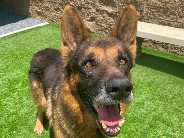 A senior large-sized male German Shepherd Dog dog named Jorge for adoption in Moreno Valley, CA